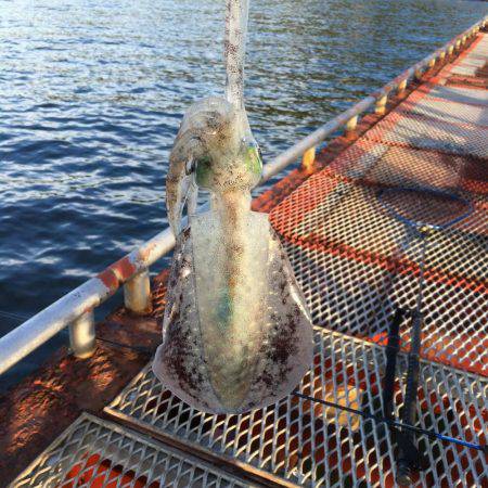 今日は家族でエギング